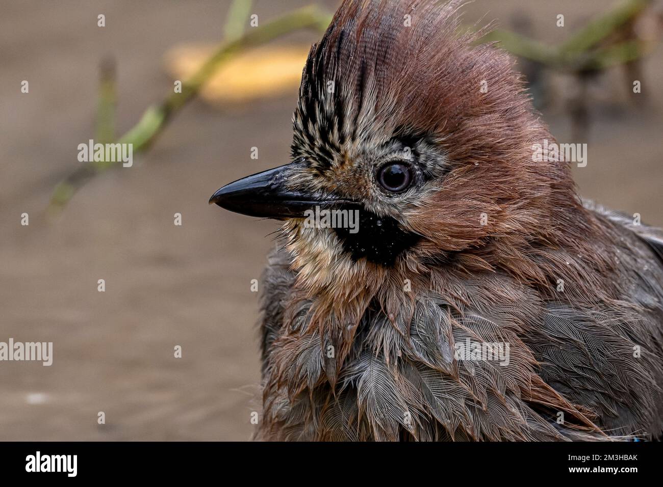 Common Jay or Garrulus glandarius, perched on a branch. Stock Photo