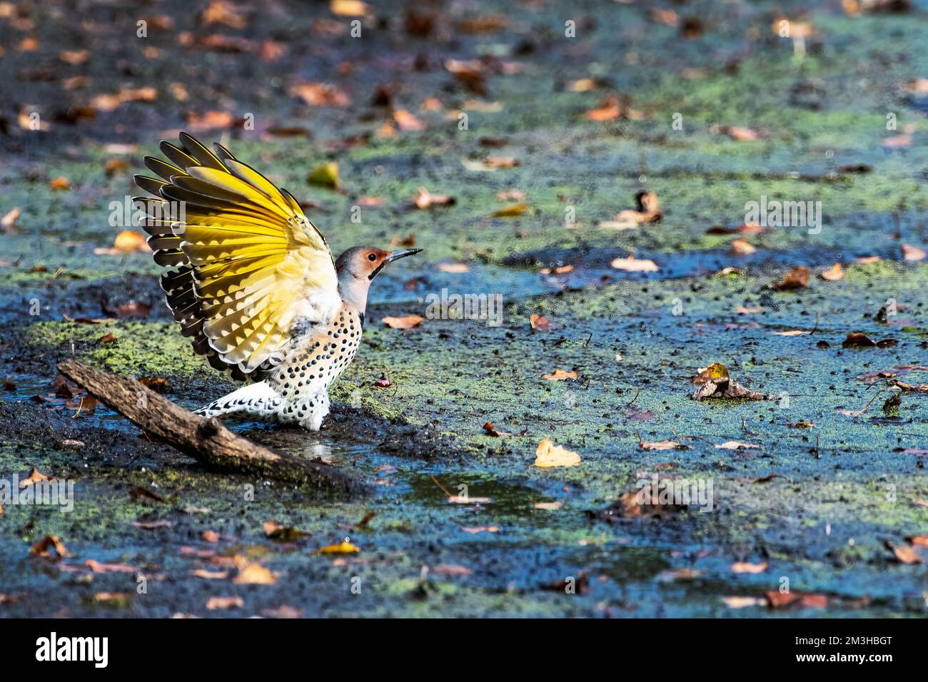 Yellow-shafted flicker with raised wings Stock Photo