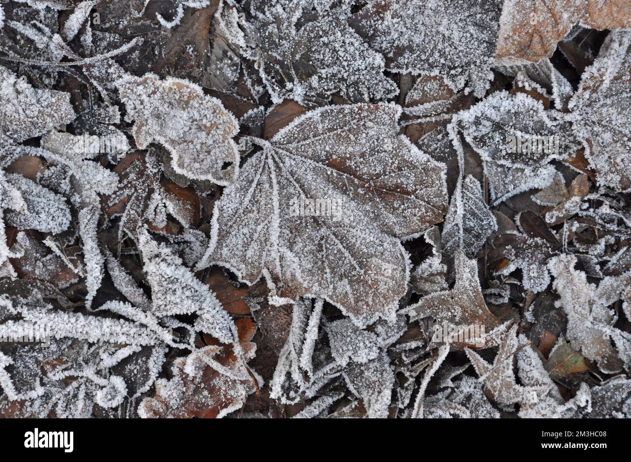 Frosty leaves in Winter Stock Photo