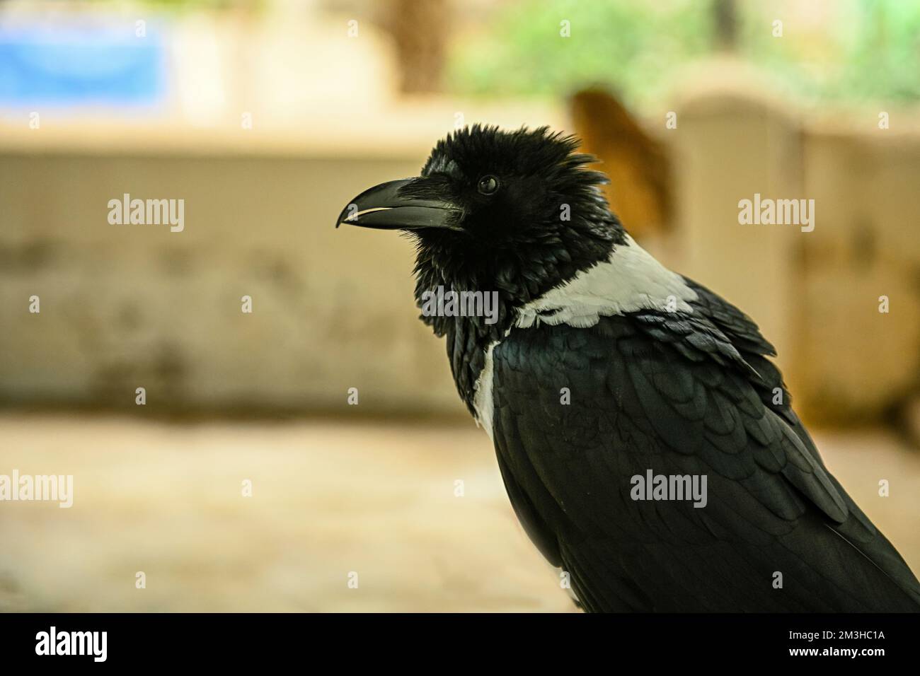 Corvus albus or pied crow is a species of passerine bird in the ...