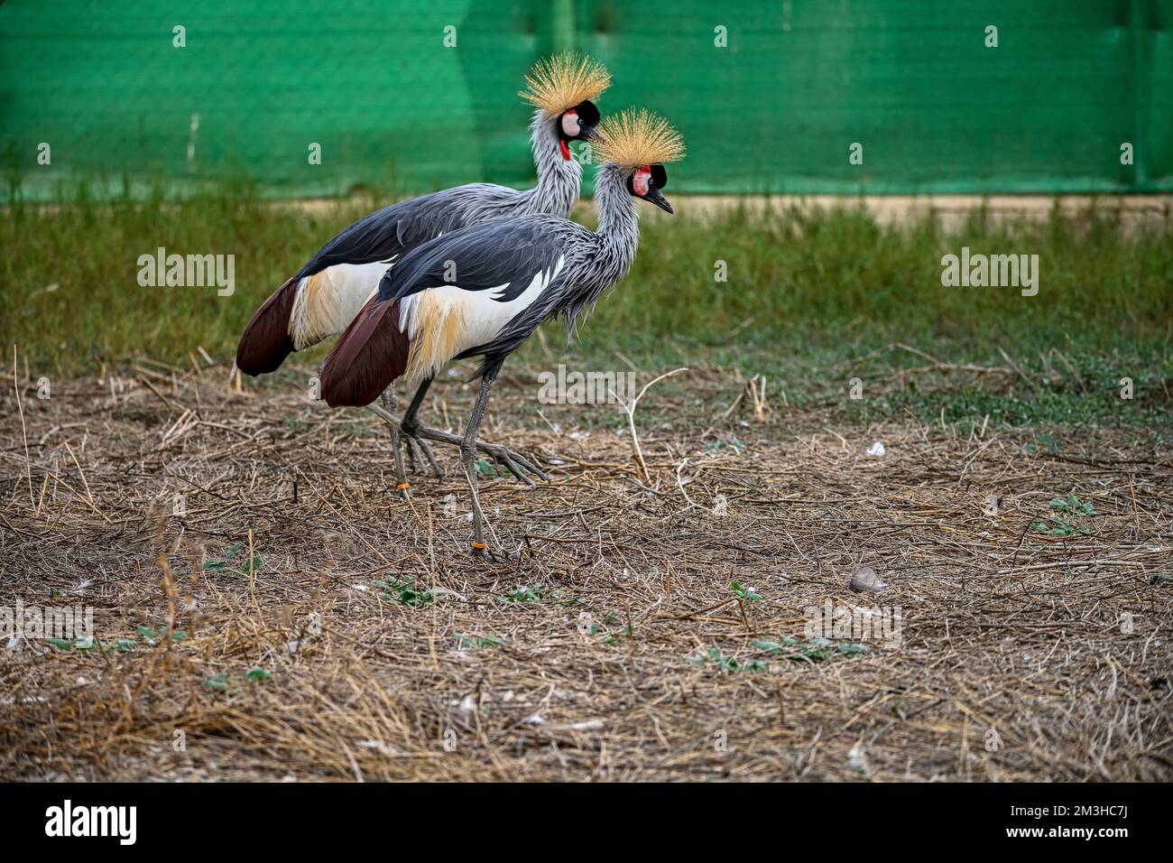 Balearica regulorum or the Grey-crowned Crane is a gruiform bird in the Gruidae family Stock Photo