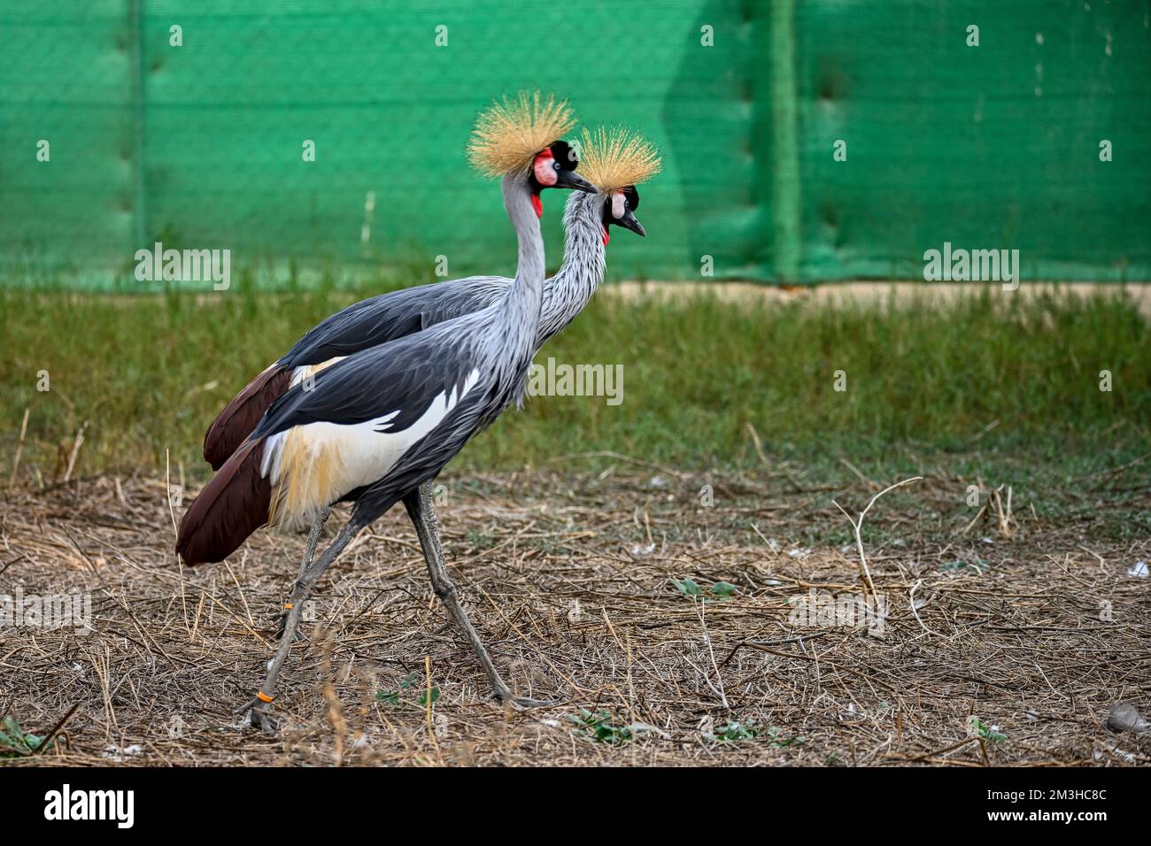 Balearica regulorum or the Grey-crowned Crane is a gruiform bird in the Gruidae family Stock Photo