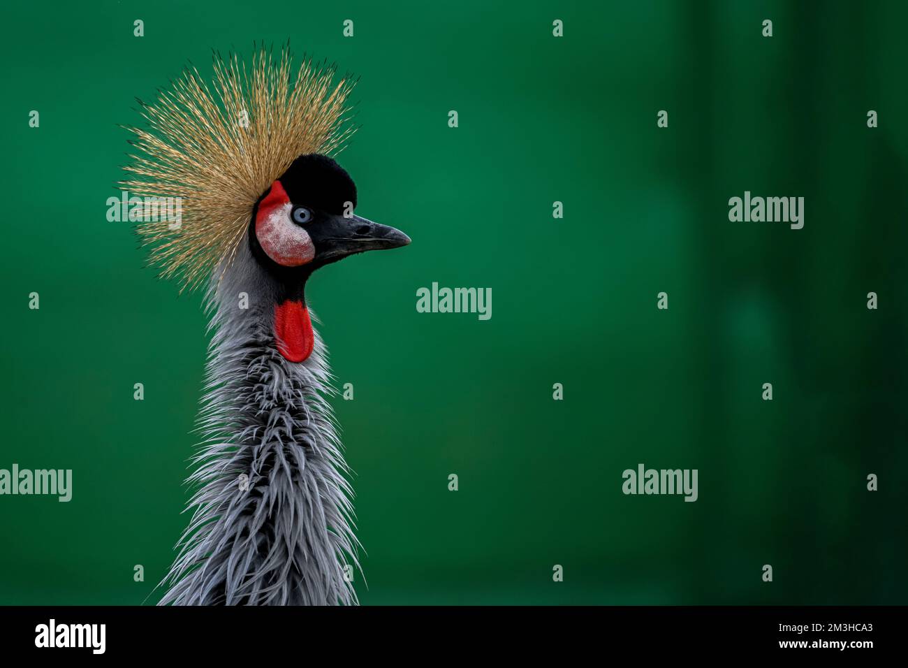 Balearica regulorum or the Grey-crowned Crane is a gruiform bird in the Gruidae family Stock Photo