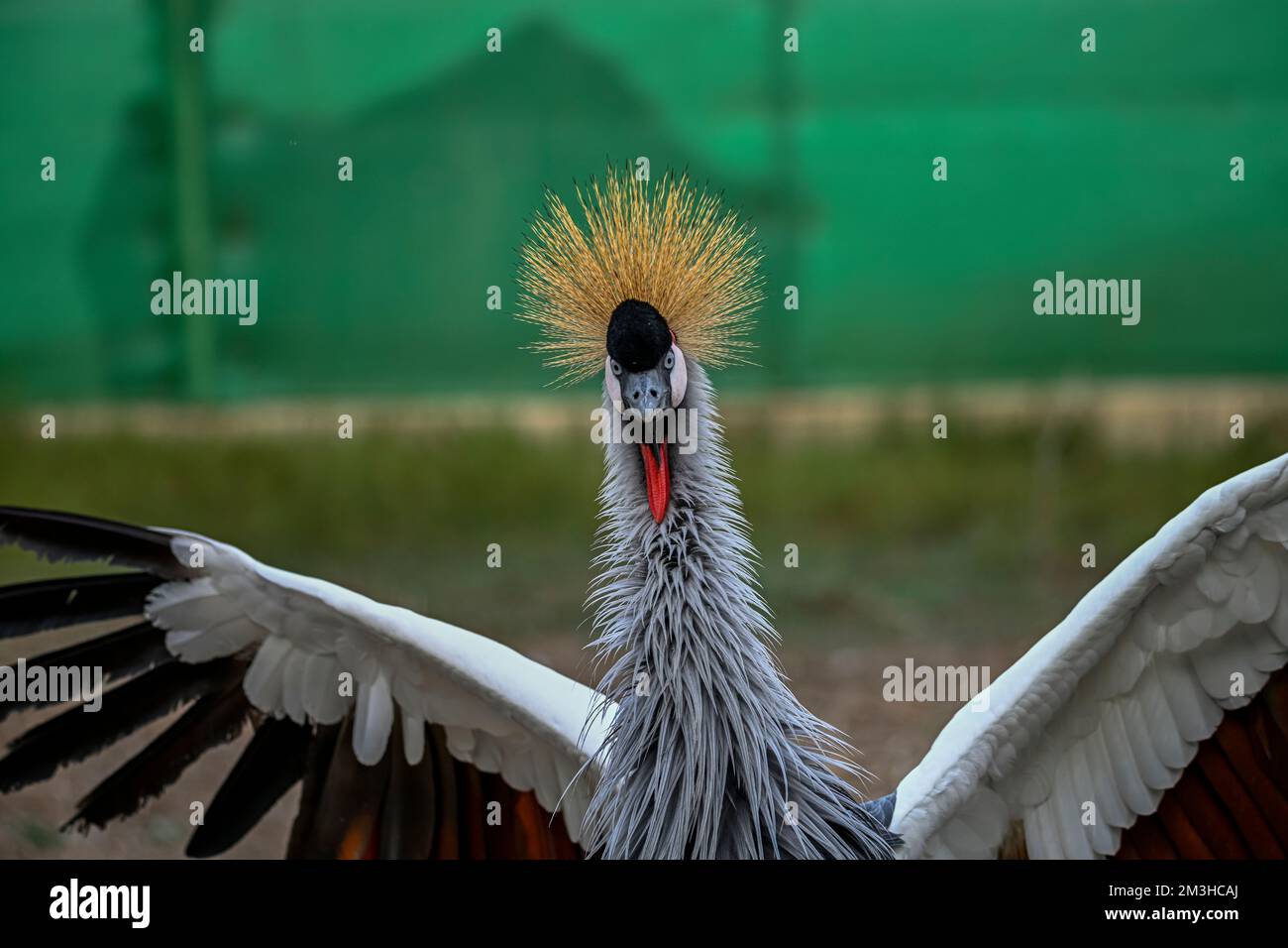 Balearica regulorum or the Grey-crowned Crane is a gruiform bird in the Gruidae family Stock Photo