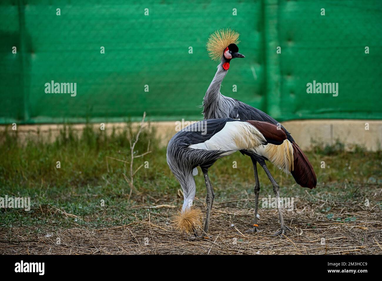 Balearica regulorum or the Grey-crowned Crane is a gruiform bird in the Gruidae family Stock Photo