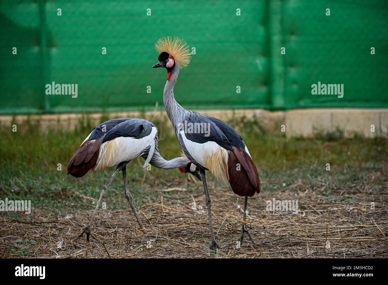 Balearica regulorum or the Grey-crowned Crane is a gruiform bird in the Gruidae family Stock Photo