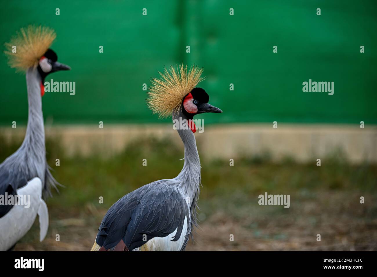 Balearica regulorum or the Grey-crowned Crane is a gruiform bird in the Gruidae family Stock Photo