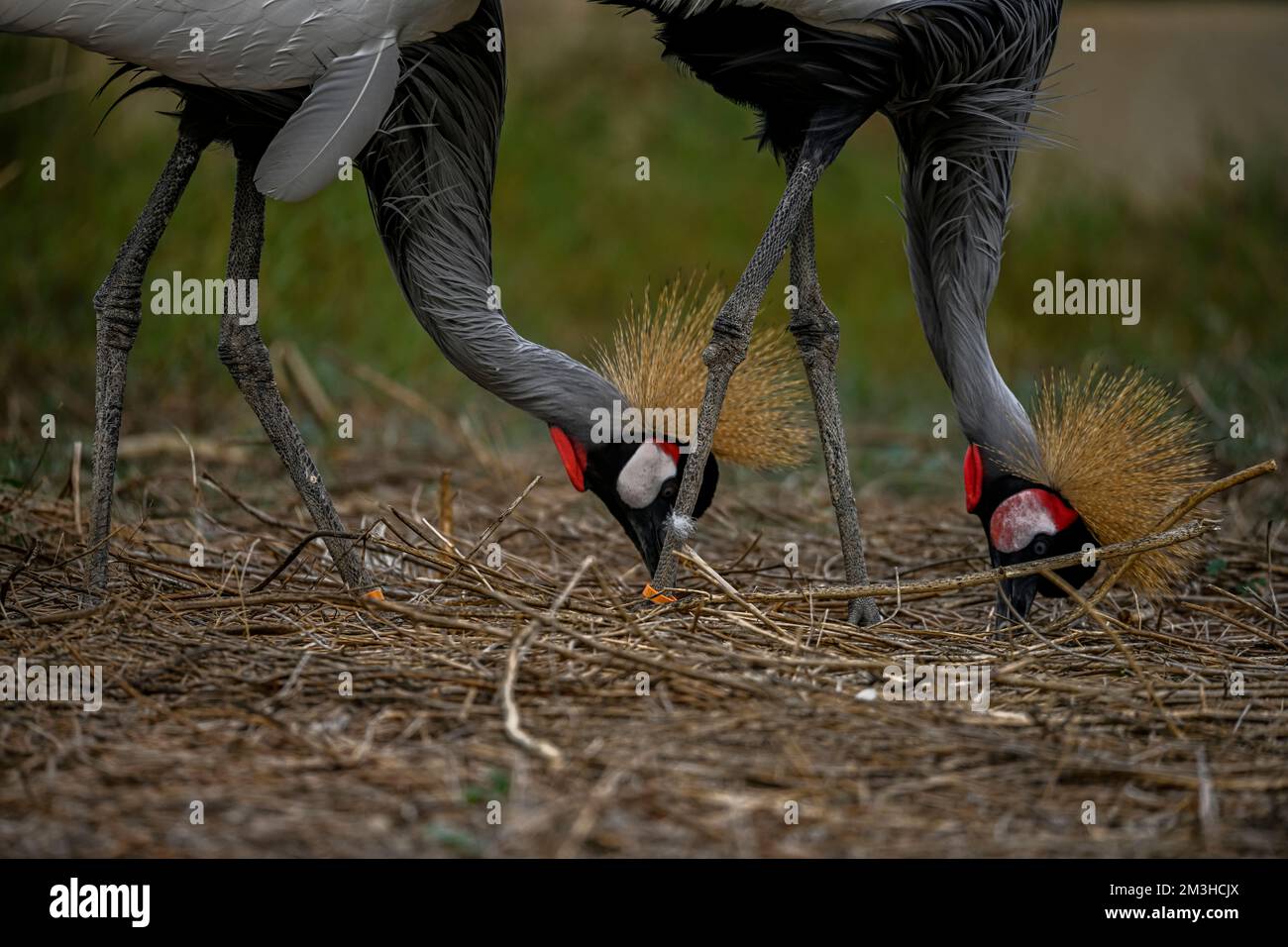 Balearica regulorum or the Grey-crowned Crane is a gruiform bird in the Gruidae family Stock Photo