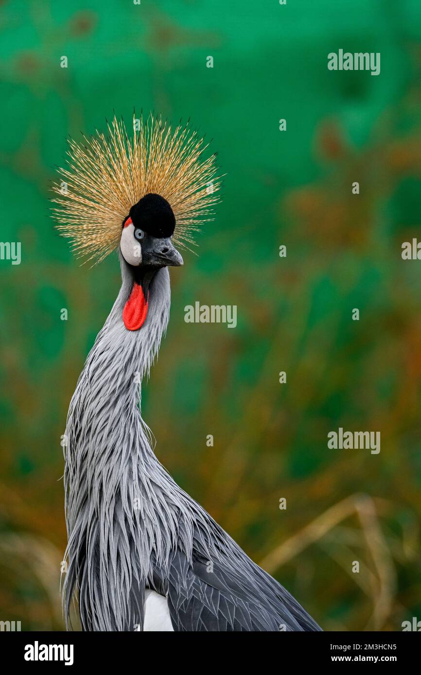 Balearica regulorum or the Grey-crowned Crane is a gruiform bird in the Gruidae family Stock Photo