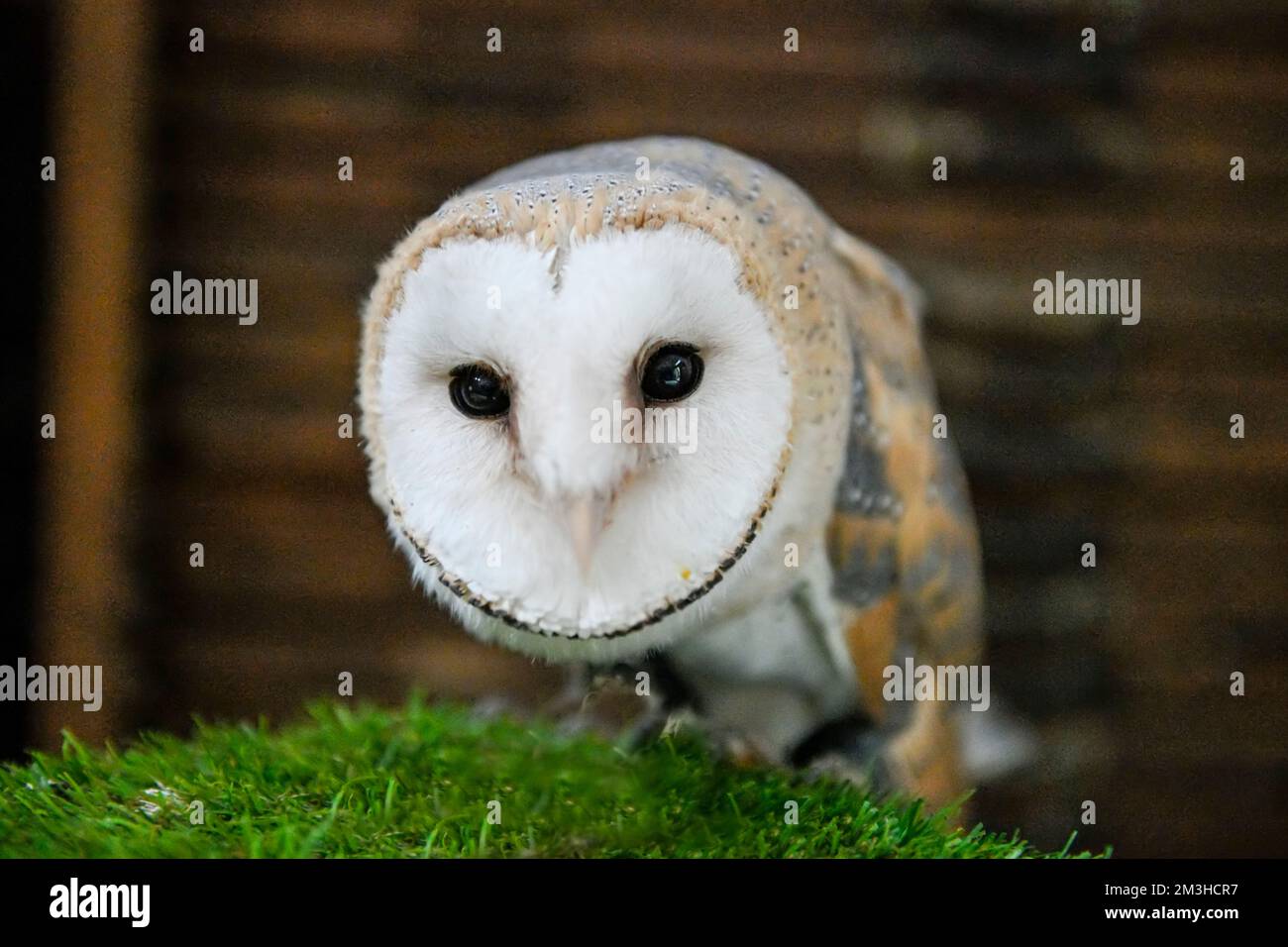 Tyto alba or barn owl, is a species of strigiform bird belonging to the Tytonidae family. Stock Photo