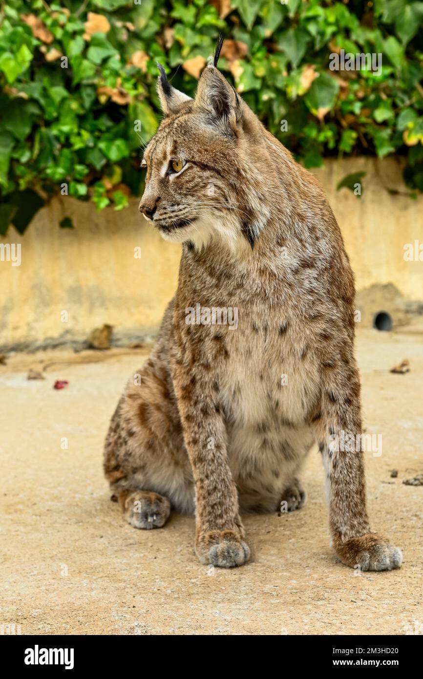 Boreal lynx hotsell