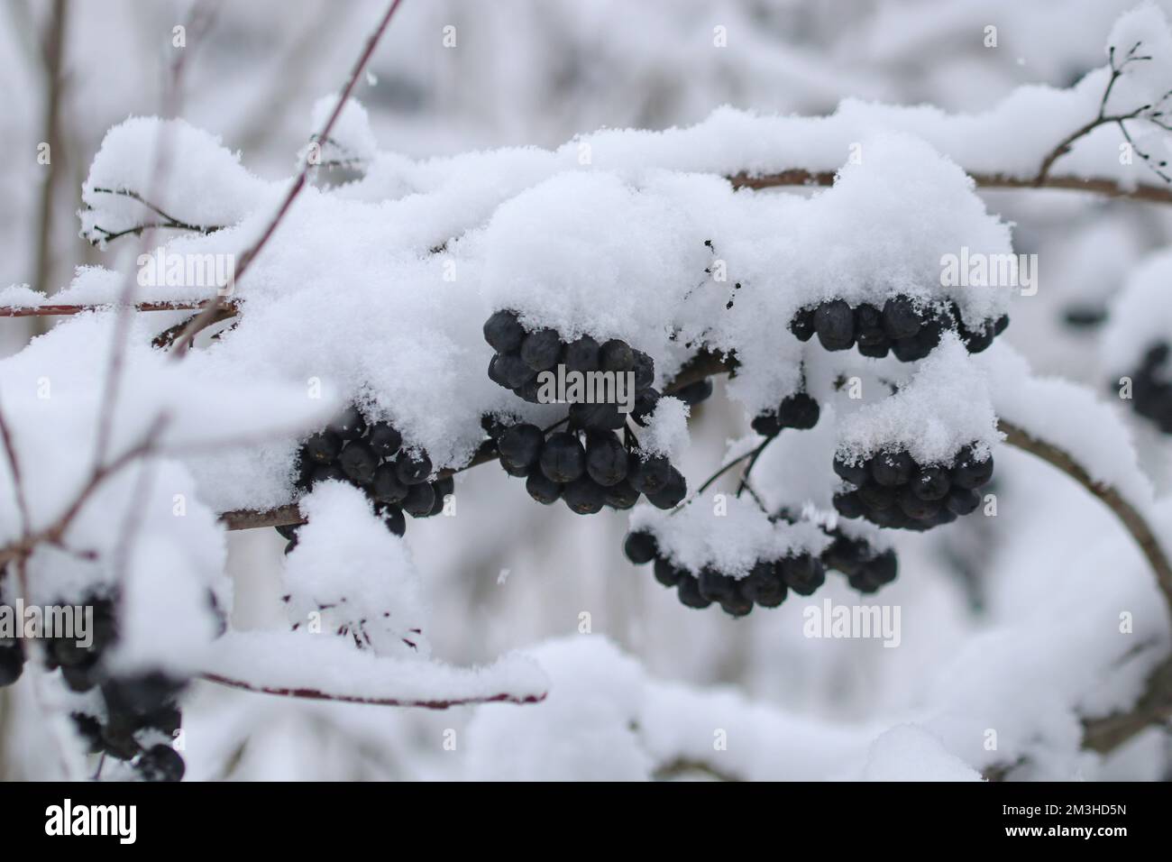 Black chokeberry berries on a bush covered with snow. Stock Photo