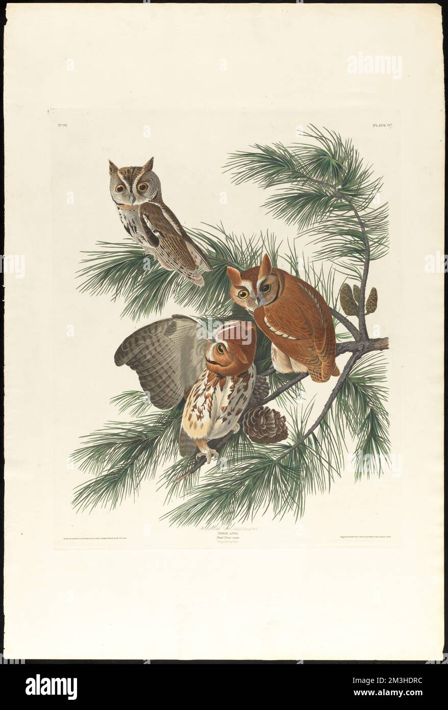 Mottled owl : Adult, 1. Young, 2 & 3. Strix asio. Plant pinus inops ...