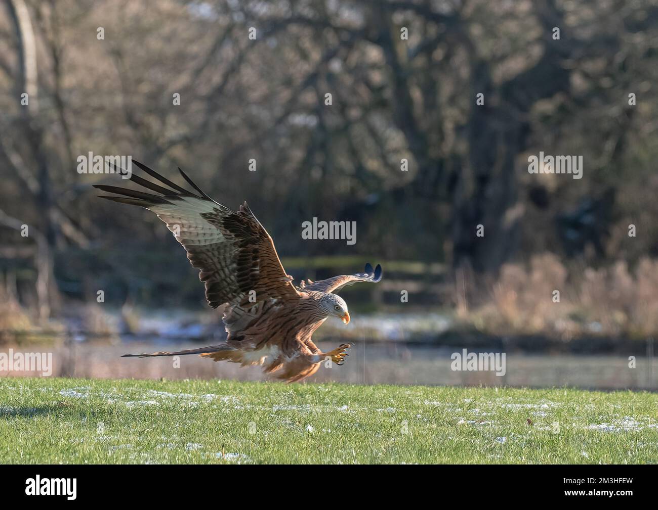 A spectacular Red Kite ( Milvus milvus ) in action . Coming in for the