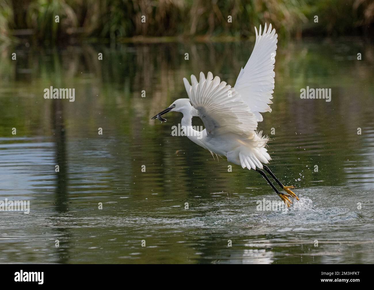 A Little Egret (Egretta garzetta)  Taking off from  a lake having caught a fish . Rutland , UK Stock Photo