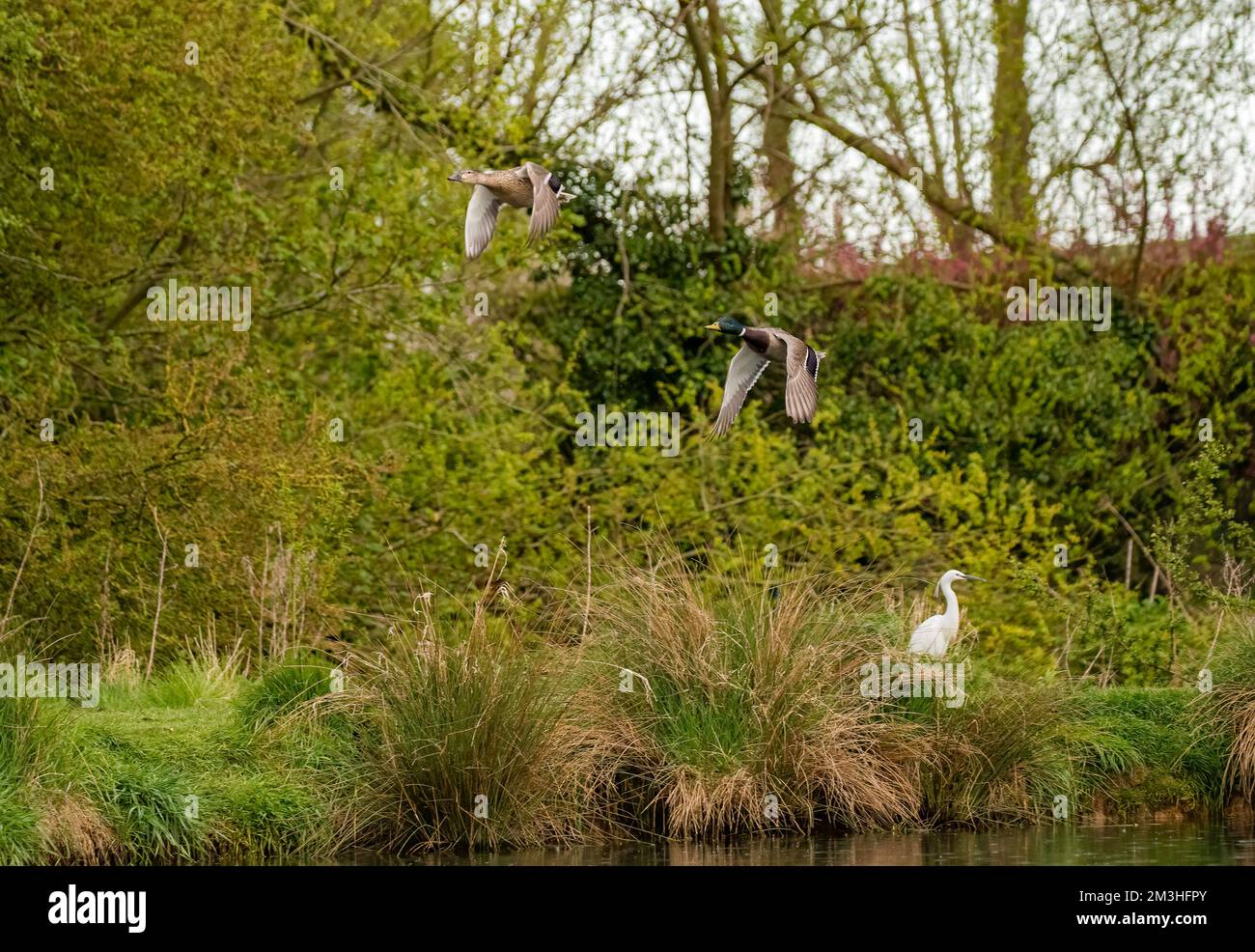 Water birds, Mallards (Anas platyrhynchos) in flight and a Little Egret in their natural environment . Rutland UK Stock Photo