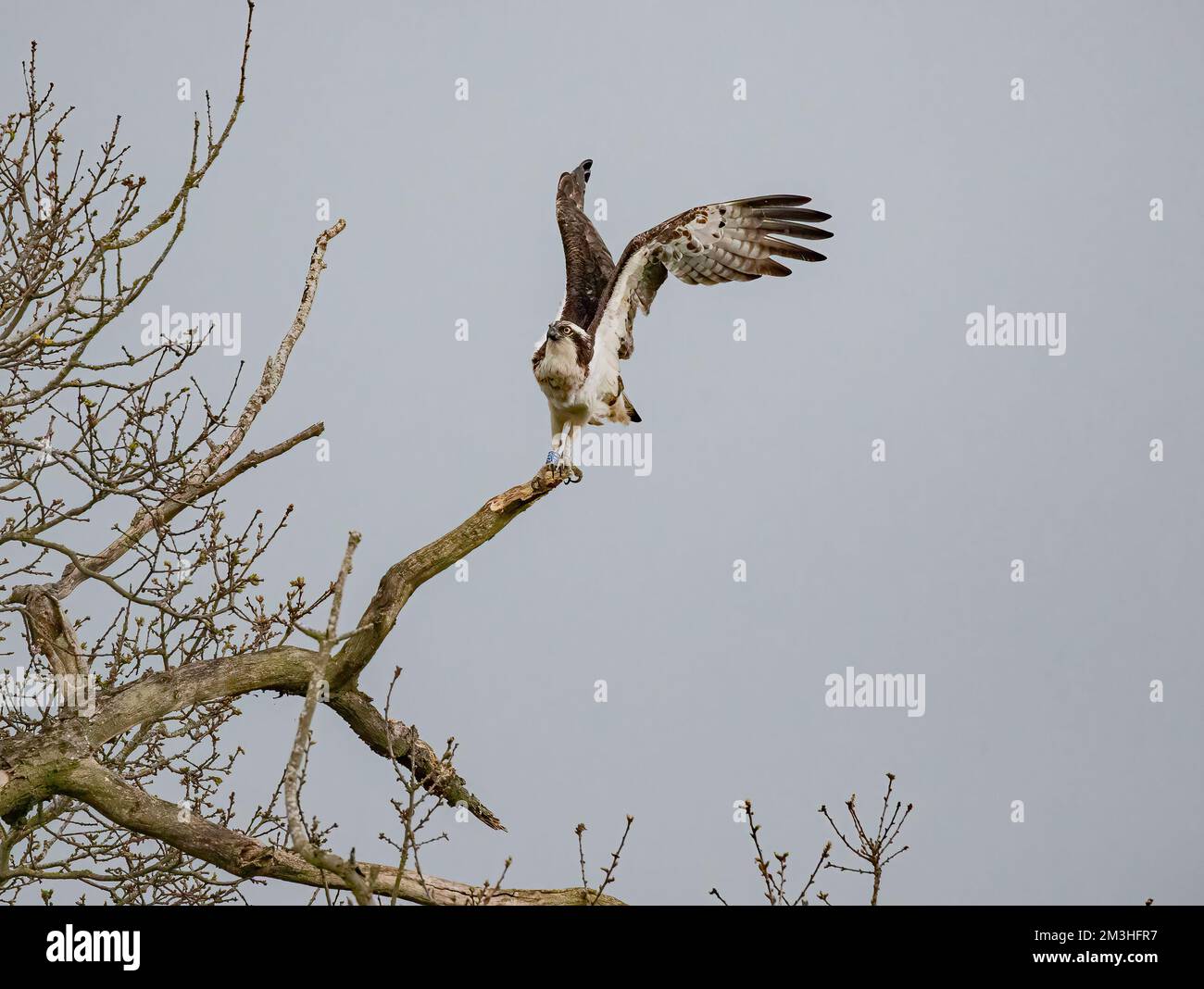 A shot of an Osprey (Pandion haliaetus) taking off from  a dead  tree.  Wings up , talons visible as it lifts off  into the air. Rutland UK Stock Photo