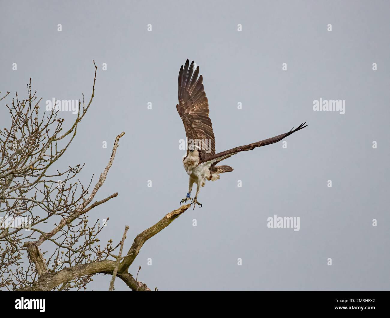 We have lift off . An action  shot of an Osprey (Pandion haliaetus) taking off from  a dead  tree . Sharp talons visible .Rutland, UK Stock Photo