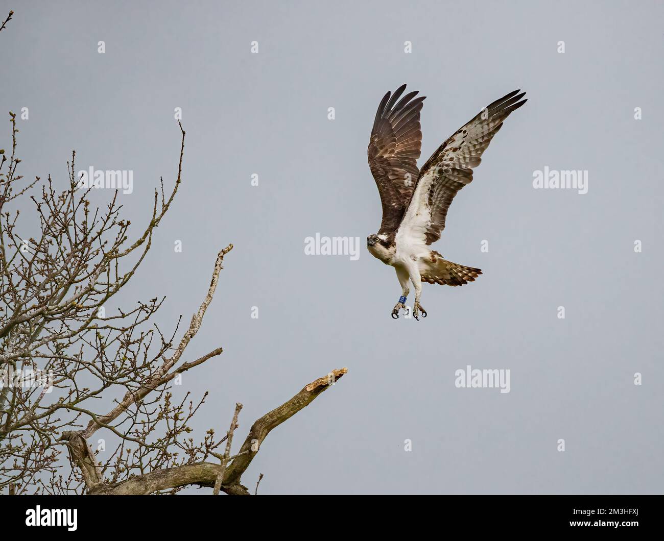 Coming in to land . An action shot of an Osprey (Pandion haliaetus ...