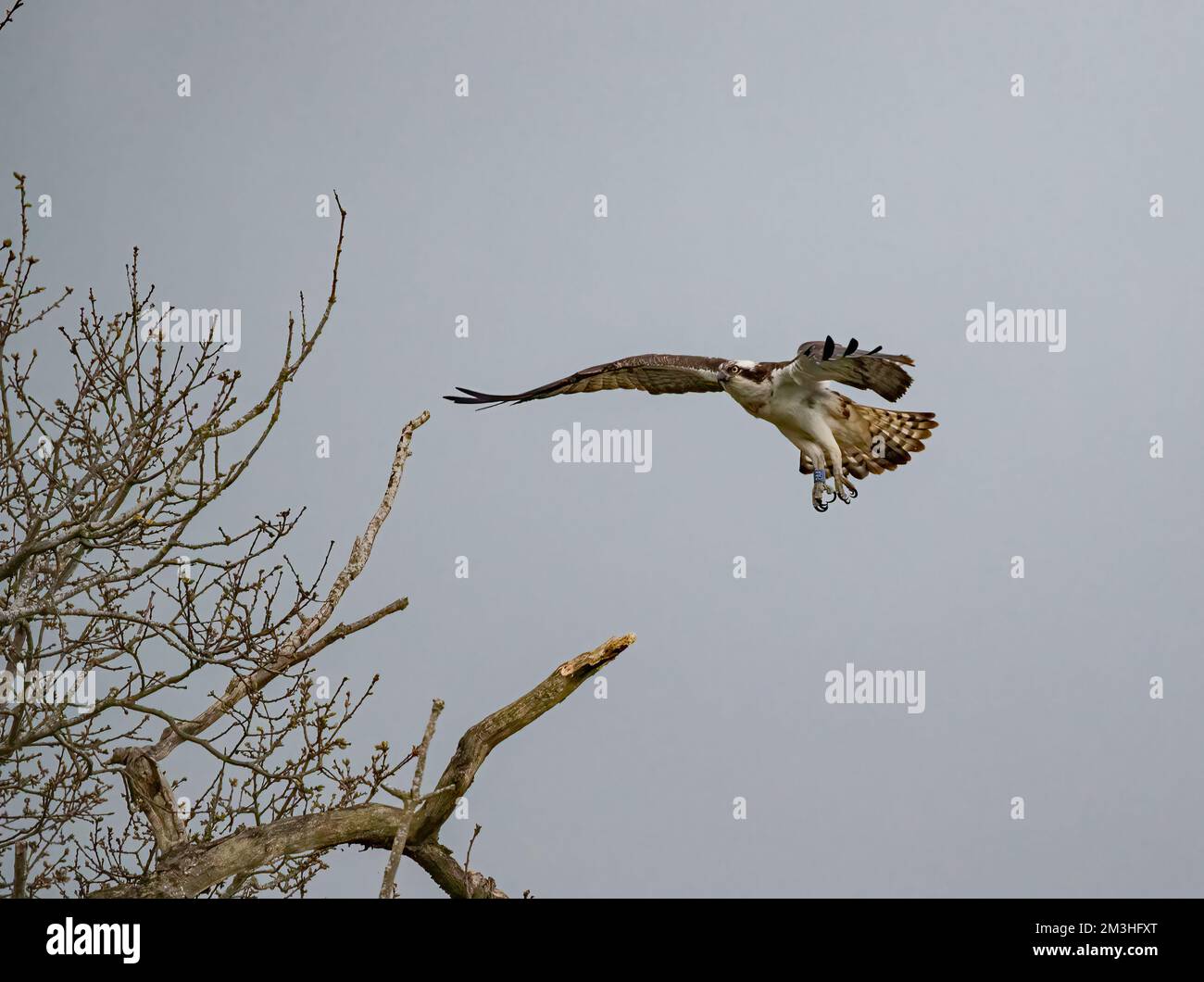 Coming in to land  . An action  shot of an Osprey (Pandion haliaetus) in flight about to land on a dead  tree . Rutland, UK Stock Photo