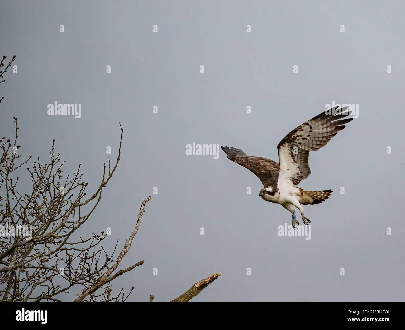 Coming in to land  . An action  shot of an Osprey (Pandion haliaetus) making a beeline for a dead  tree . Rutland, UK Stock Photo