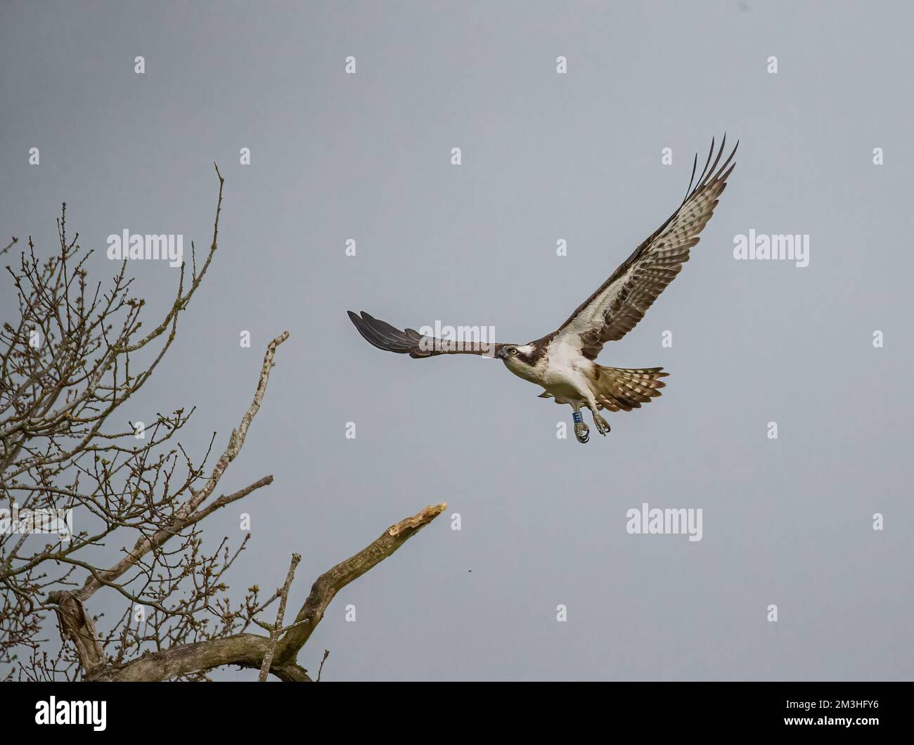 Coming in to land  . An action  shot of an Osprey (Pandion haliaetus) in flight about to land on a dead  tree . Rutland, UK Stock Photo