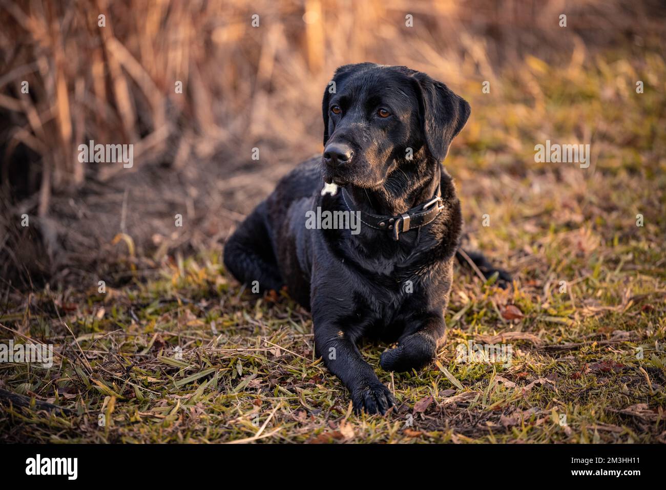 A hunting dog laying by a lake Stock Photo
