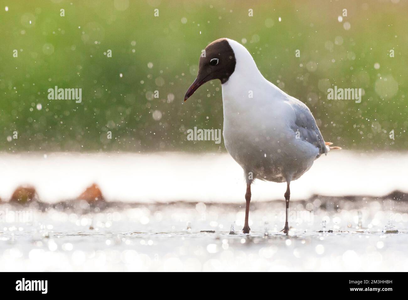 Kokmeeuw staand in regen; Common Black-headed Gull standing in rain shower Stock Photo