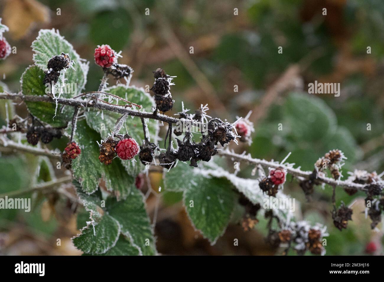 A branch of bramble: blackberry bush (Rubus fruticosus) with leaves and berries - including red fruit - covered in spiky white icicles from a heavy wi Stock Photo
