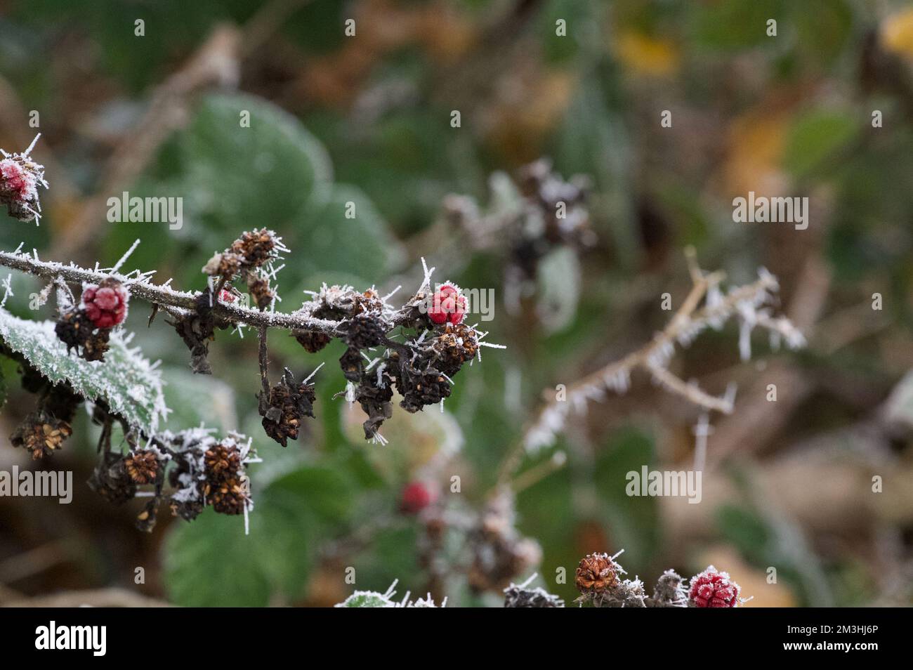 A branch of bramble: blackberry bush (Rubus fruticosus) with leaves and berries - including red fruit - covered in spiky white icicles from a heavy wi Stock Photo