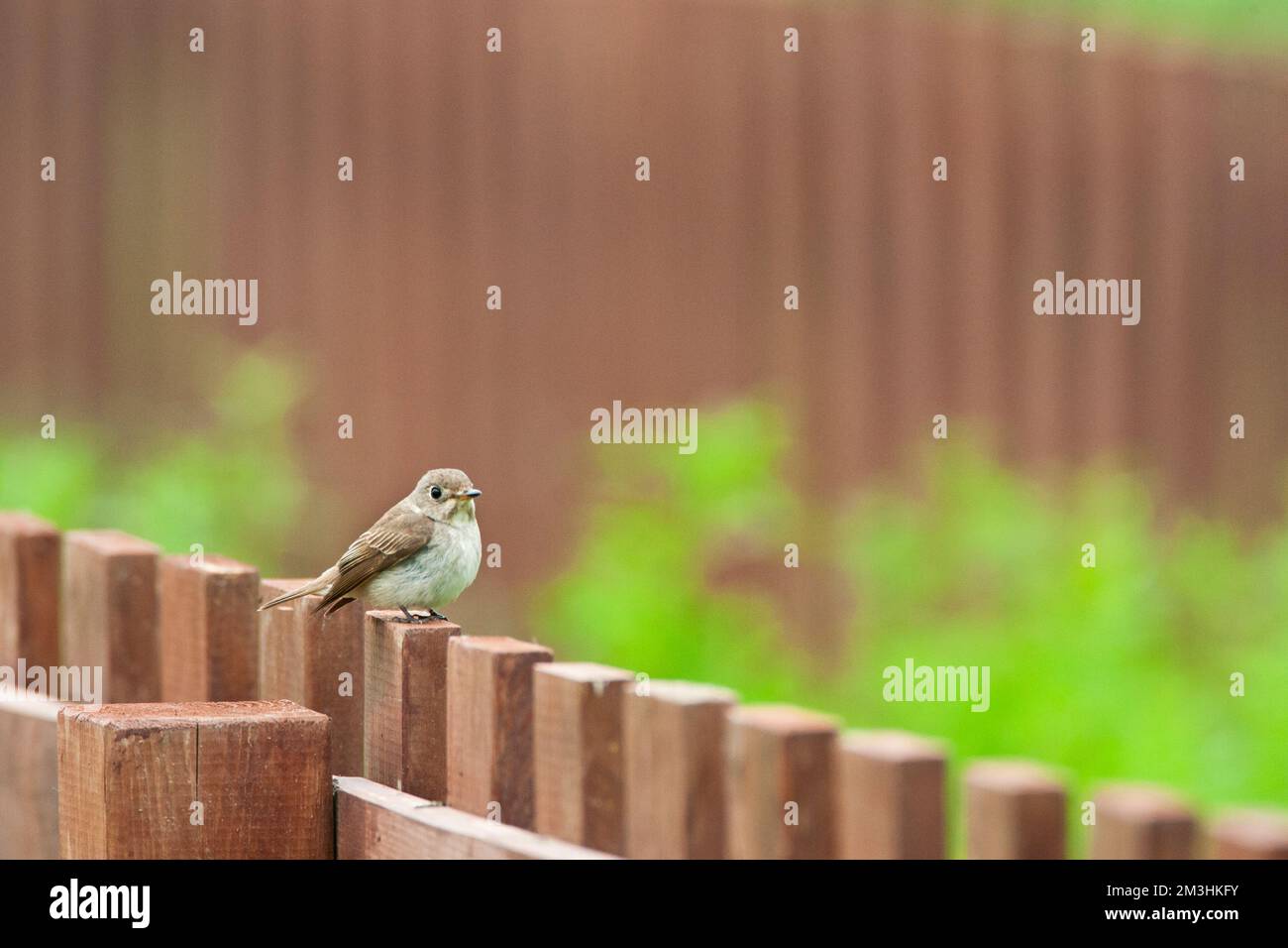 Volwassen Bruine Vliegenvanger; Adulte Brown Flycatcher Stock Photo