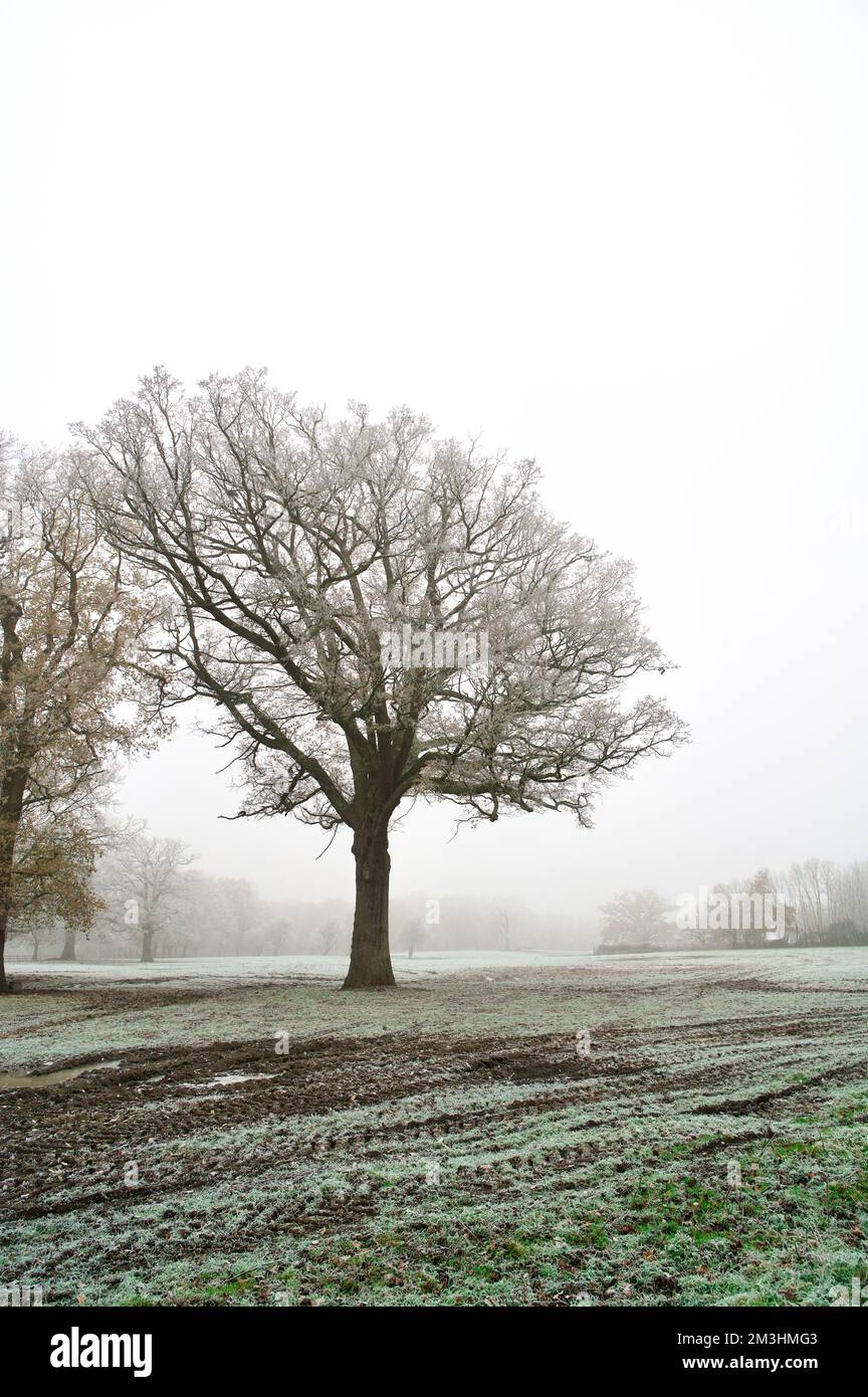 A dramatic winter tree, with dead brown branches, in a muddy field on a frosty, cold winter day: snow and ice covered grass on a misty farm Stock Photo