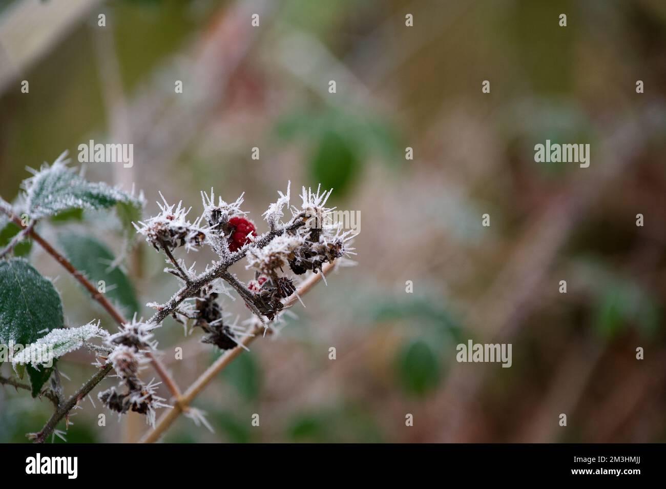 Brambles covered in hoar frost hires stock photography and images Alamy