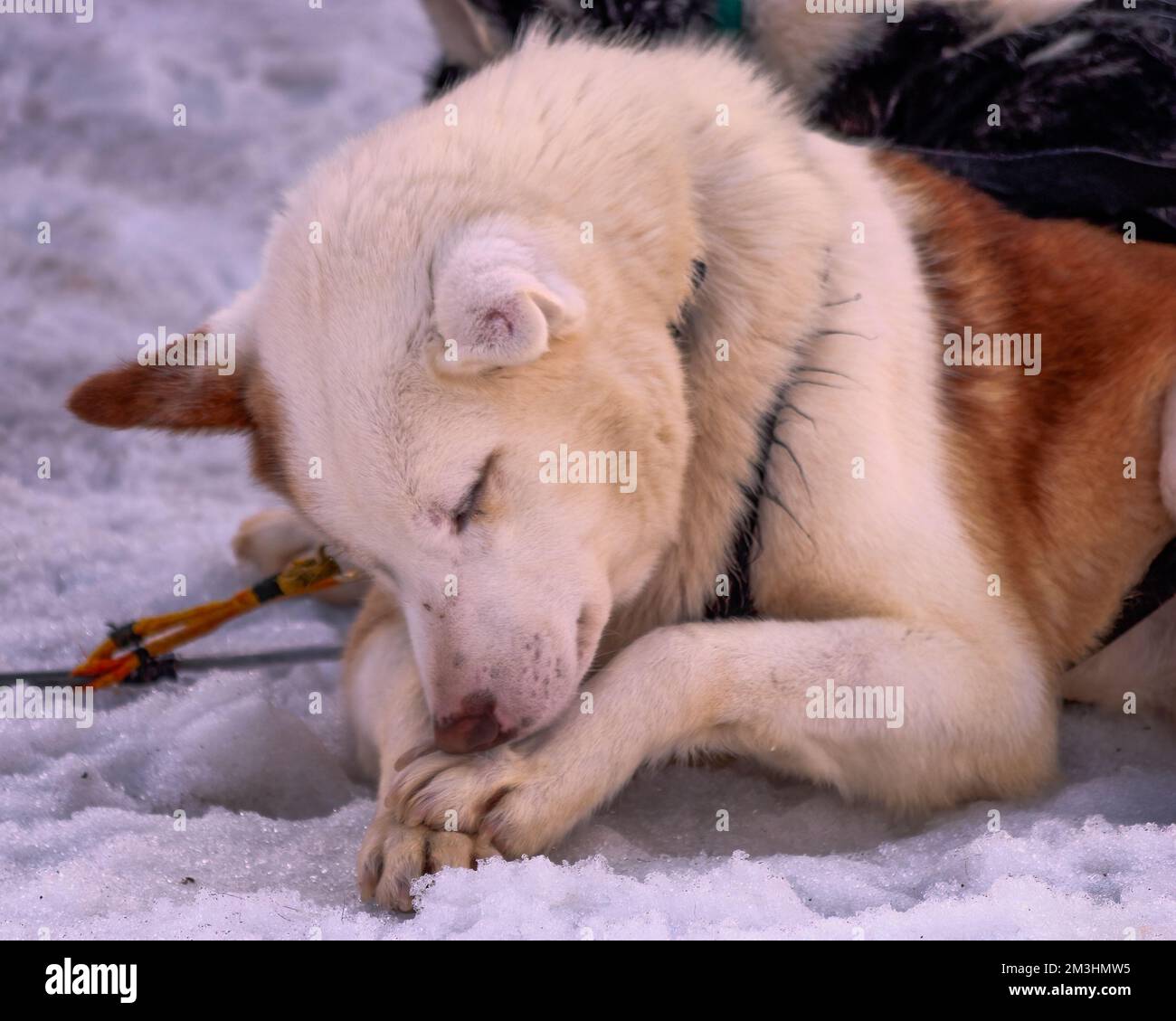 Sleeping dog. Centro Invernal Valle Terra Mayor, Lago Fagnano, Ushuaia, Tierra del Fuego, Argentina Stock Photo