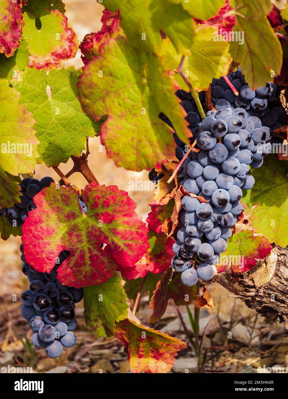 Grapes in autumn ready for harvesting. Grapes used to do port wine at