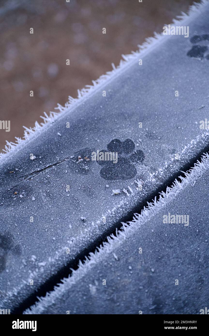 The single pawprint of a dog in the ice on a frost covered piece of wood outdoors - a bench or seat, wiht a perfect print from the foot of a pet, frin Stock Photo