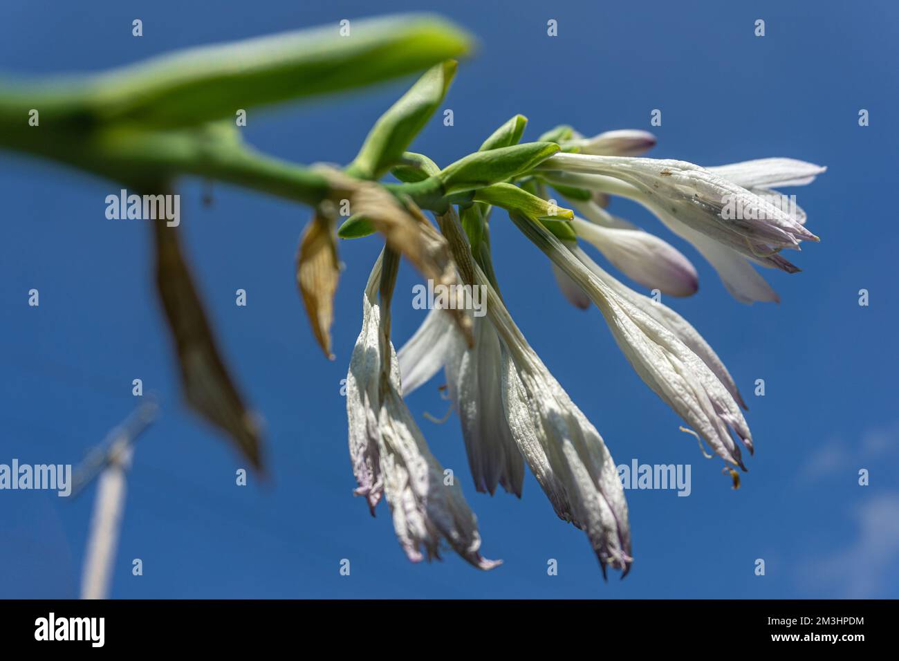 Withered and wilted tulip flowers against a background of blue sky Stock Photo