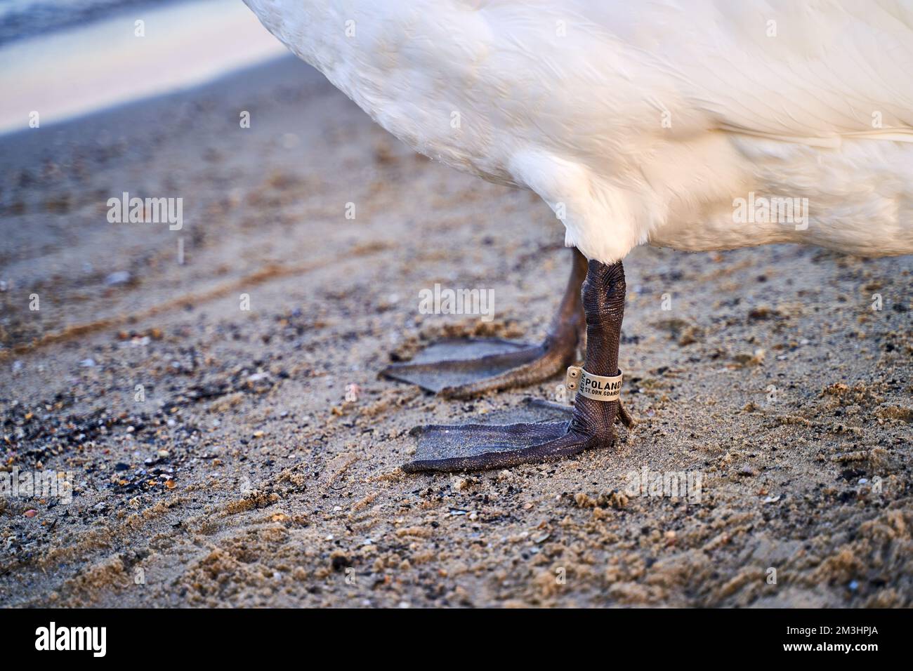 Bird ringing or banding. Metal ring on a leg of a wild swan to enable individual identification Stock Photo