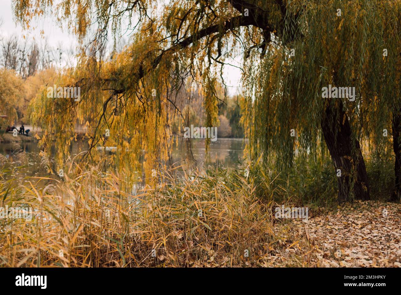 Beautiful large willow over the water in autumn. Landscape, nature Stock Photo