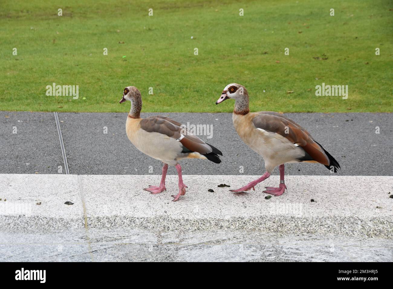 Two Egyptian geese are standing on a marble edge of a fountain in a park. Stock Photo