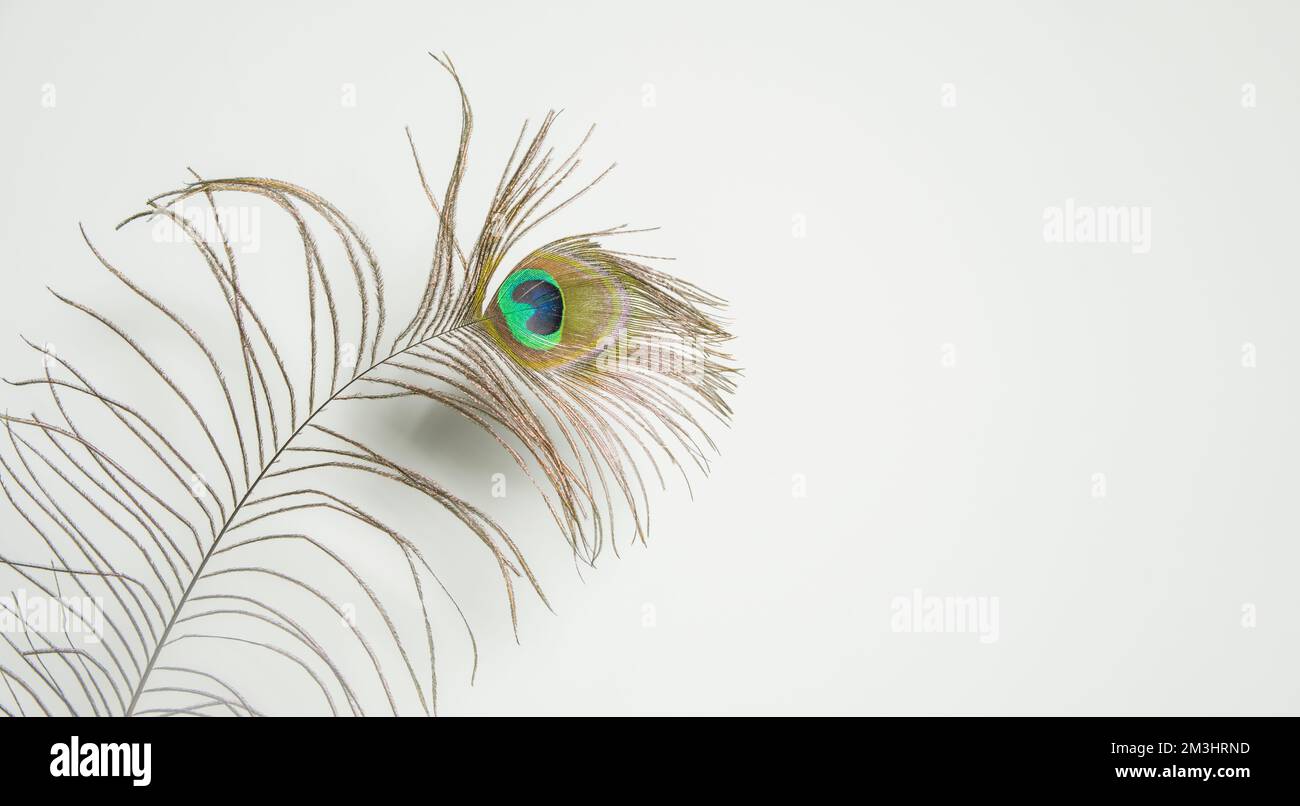 peacock feather isolated on white. copy space Stock Photo