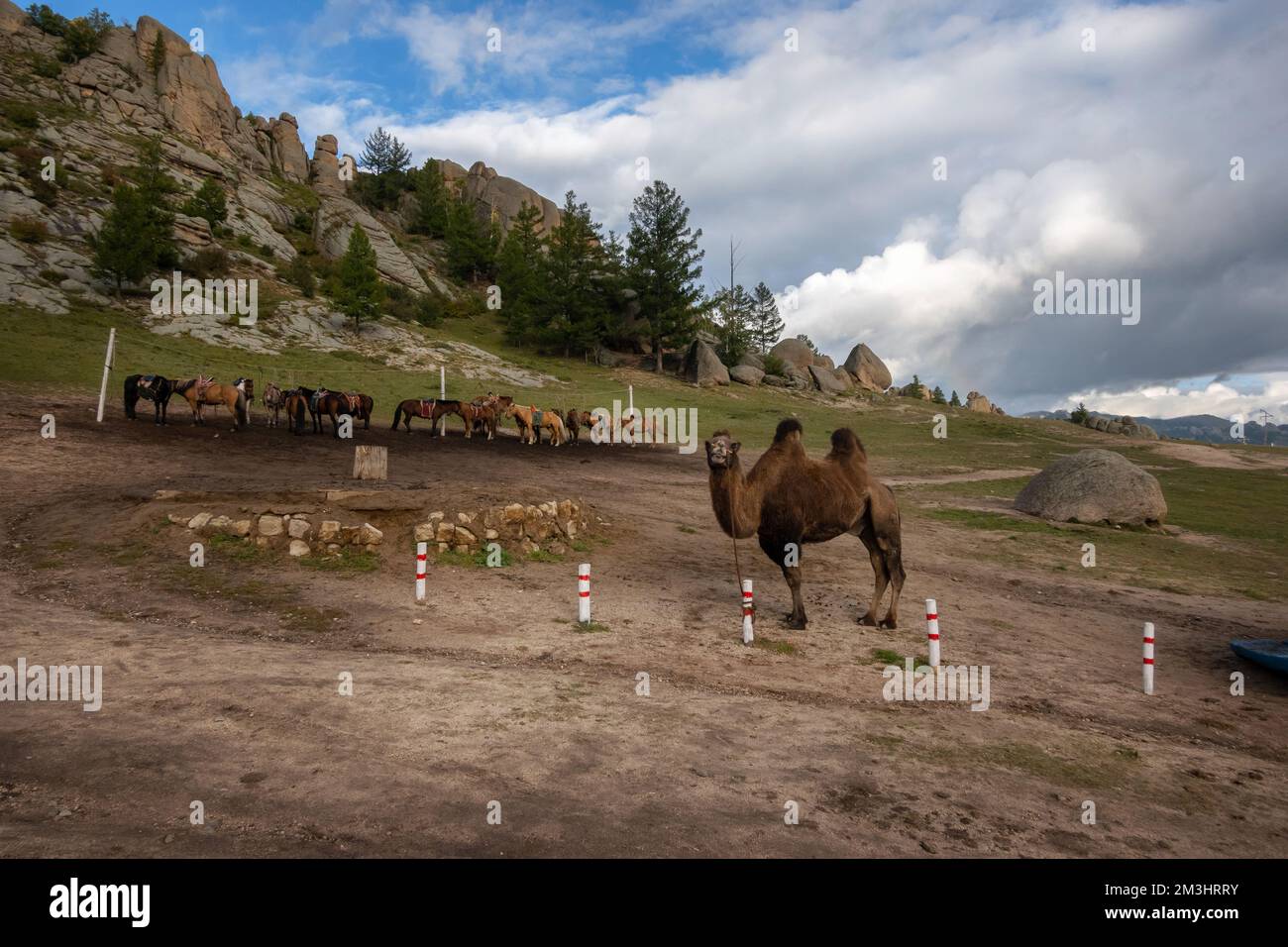Farm animals standing outside in Mongolian countryside. Cows and a camel on a foothill in rural Mongolia. Stock Photo