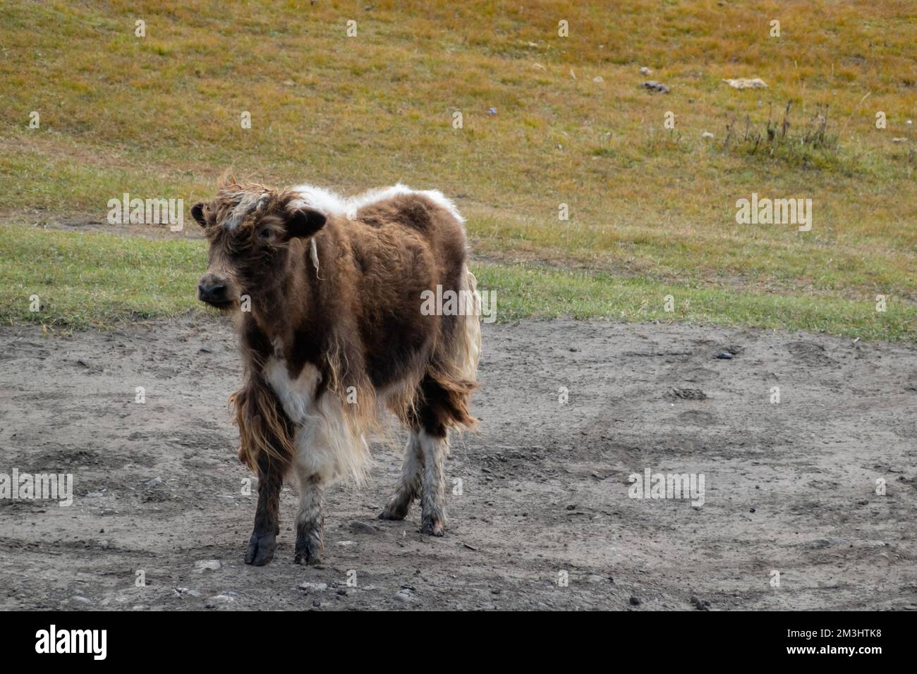 Yak heard standing in a field in rural Mongolia. Longhair buffalo in a countryside on a sunny day. Stock Photo