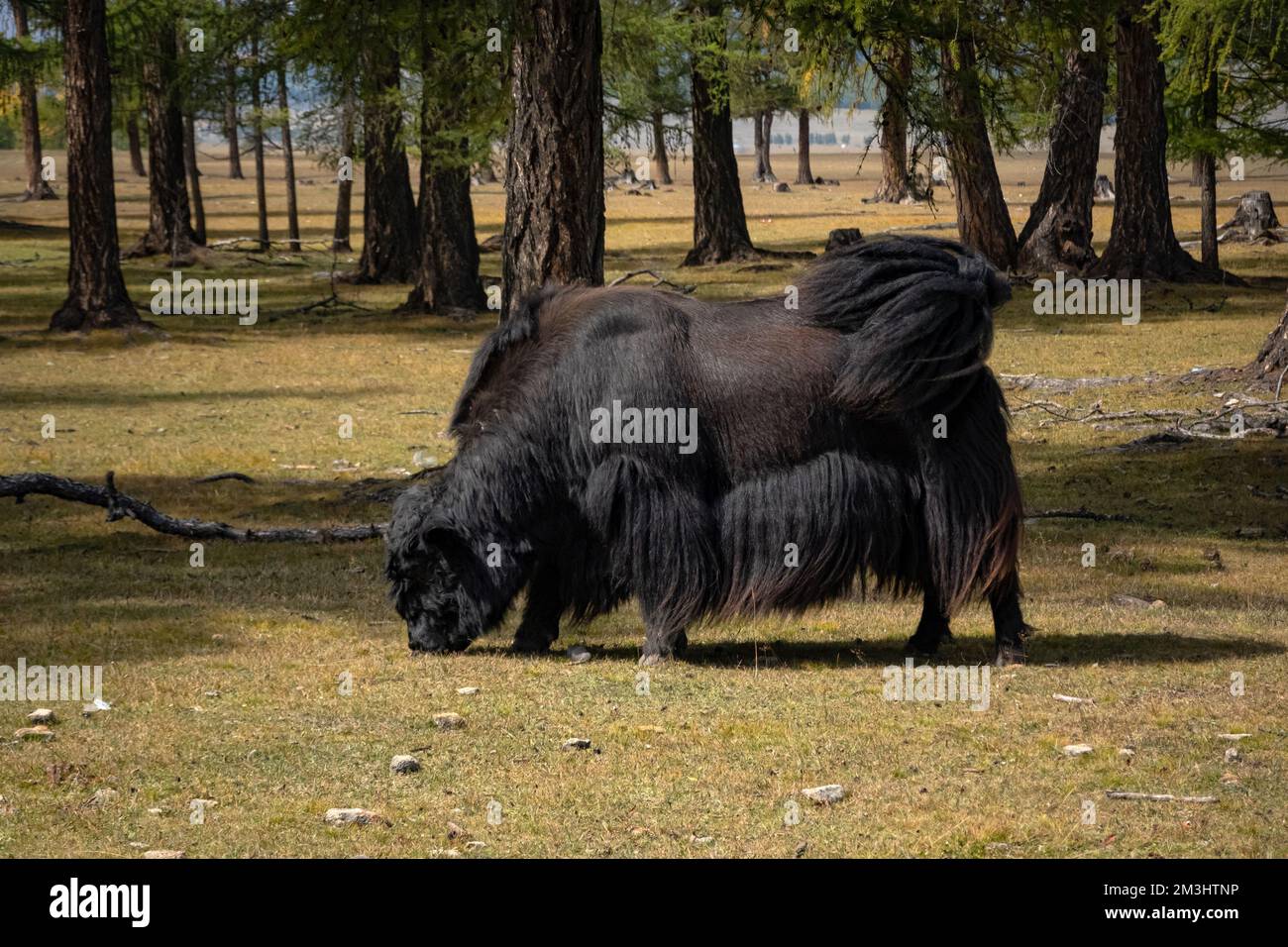 Yak standing in a field in rural Mongolia. Longhair buffalo in a countryside on a sunny day. Stock Photo