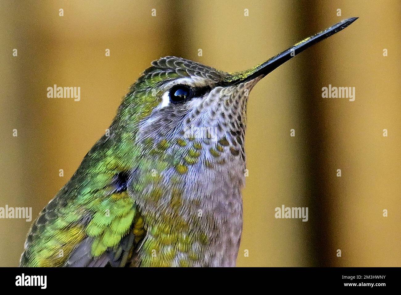 Pacifric Grove, California, USA. 15th Dec, 2022. Hummingbird Female