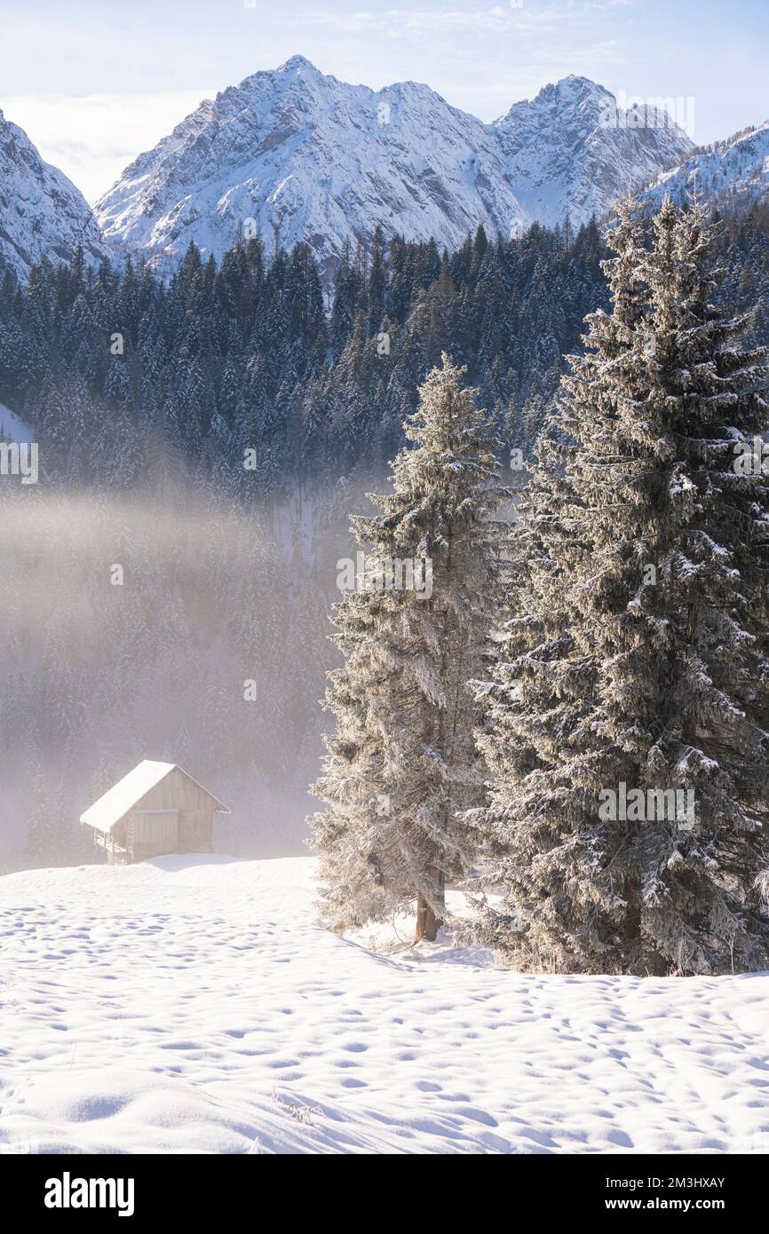 Pines in the snow in an alpine landscape with morning fog Stock Photo