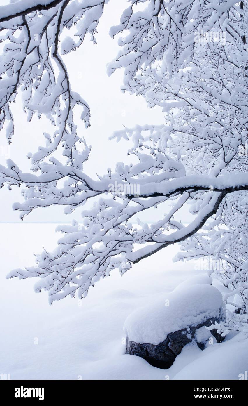 Snow covered alder tree branches. Winter landscape on the lake shore. Stock Photo