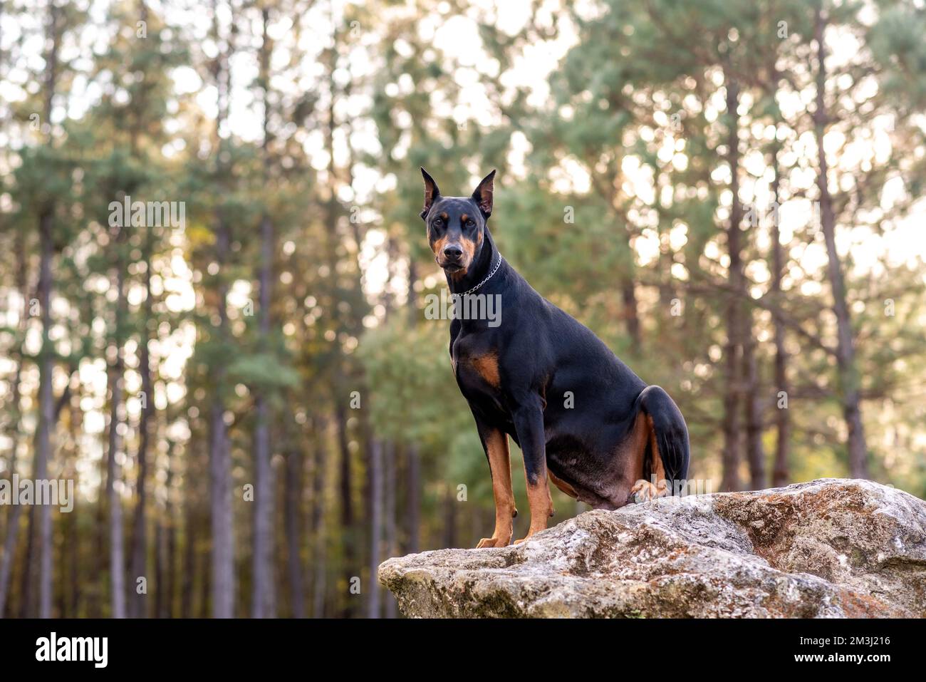 Doberman Pinscher outdoors at a park. beautiful female dobie outside at
