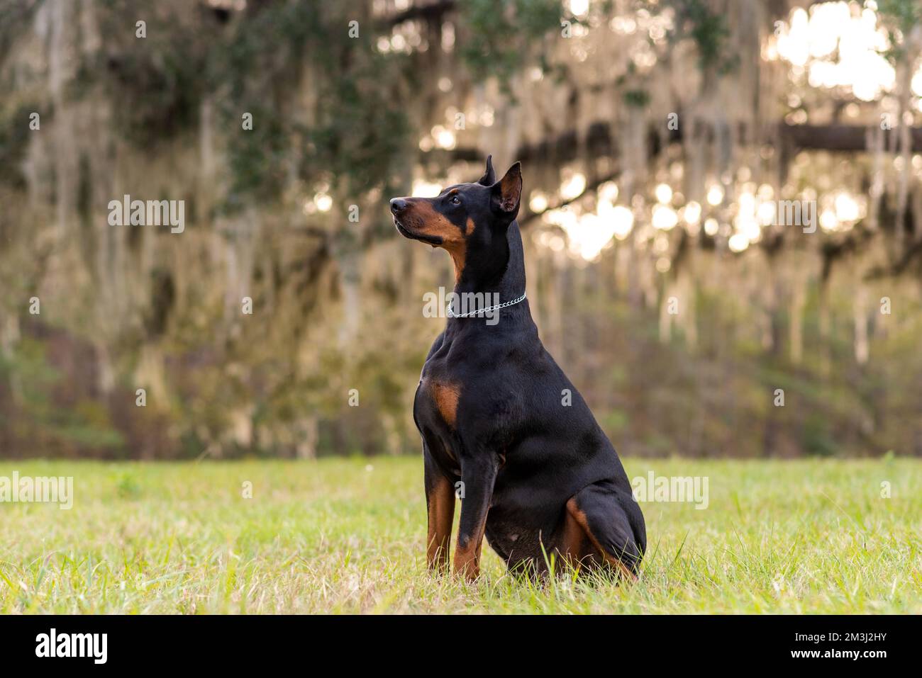 Doberman Pinscher outdoors at a park. beautiful female dobie outside at sunset. Small crop ears with chain. Black and rust, tan dog outside. purebred Stock Photo