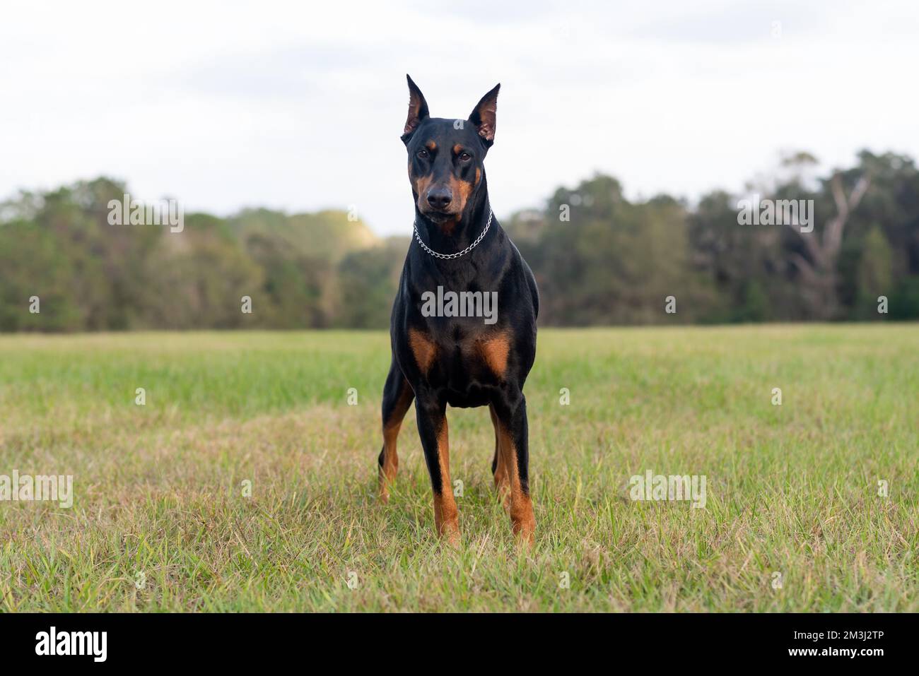 Doberman Pinscher outdoors at a park. beautiful female dobie outside at sunset. Small crop ears with chain. Black and rust, tan dog outside. purebred Stock Photo